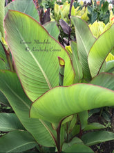 Load image into Gallery viewer, canna &#39;Musafolia&#39;