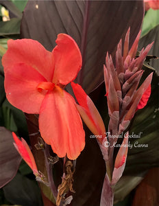 canna 'Tropical Cocktail'