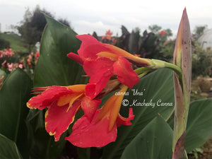 canna 'Una'