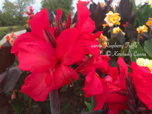 Load image into Gallery viewer, canna &#39;Raspberry Truffle&#39;