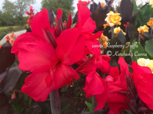canna 'Raspberry Truffle'