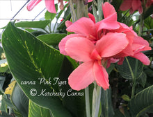Load image into Gallery viewer, canna &#39;Pink Tiger&#39;
