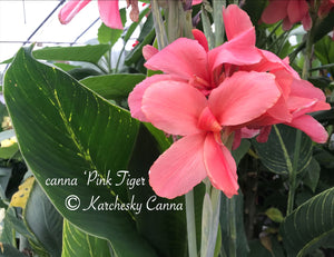 canna 'Pink Tiger'