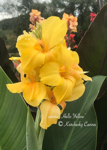 canna 'Hello Yellow'