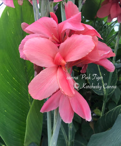 canna 'Pink Tiger'
