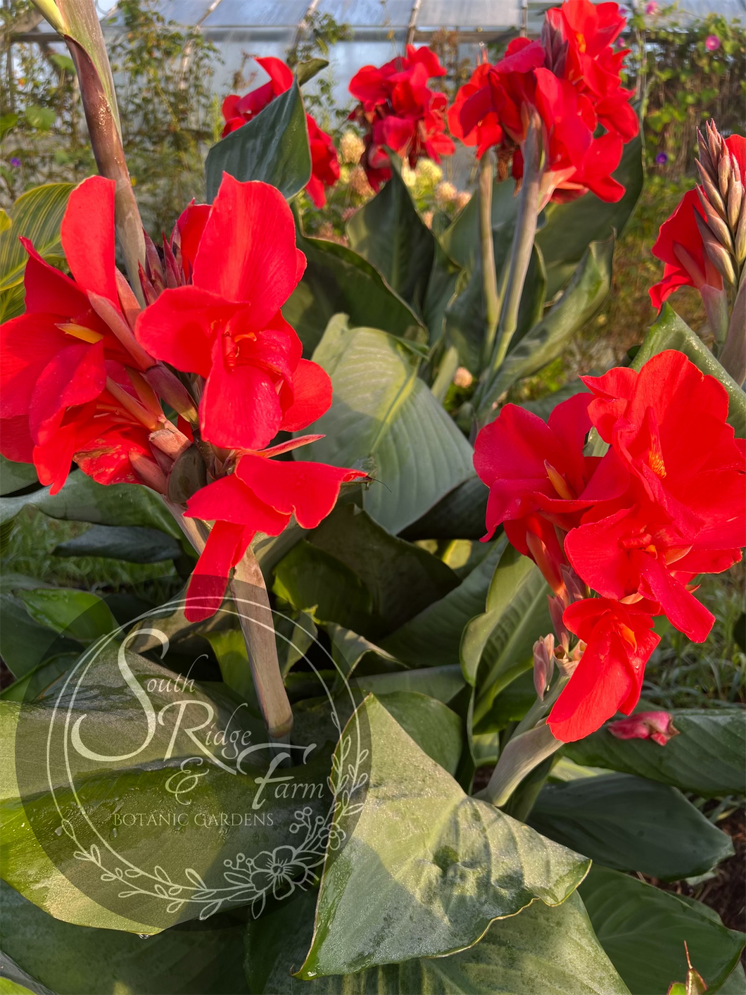 canna 'President'