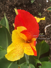 Load image into Gallery viewer, canna &#39;Cleopatra Variegated&#39;