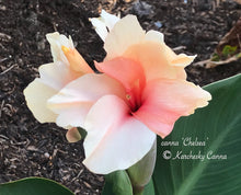 Load image into Gallery viewer, canna &#39;Chelsea&#39;