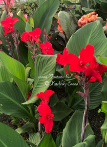 canna 'Fantastic Red'