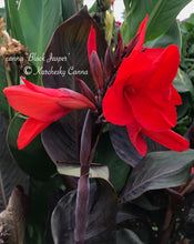 Load image into Gallery viewer, canna &#39;Black Jasper&#39;