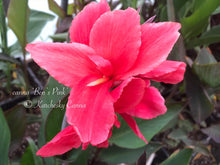 Load image into Gallery viewer, canna &#39;Ben&#39;s Pink&#39;