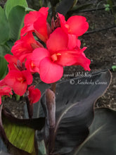 Load image into Gallery viewer, canna &#39;Rob Roy&#39;