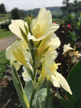 Load image into Gallery viewer, canna &#39;Ermine&#39;