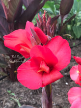 Load image into Gallery viewer, canna &#39;Rob Roy&#39;