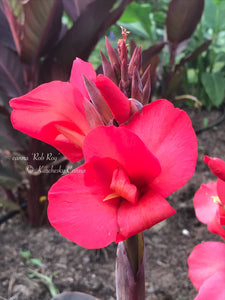 canna 'Rob Roy'