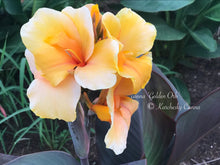 Load image into Gallery viewer, canna &#39;Golden Orb&#39;