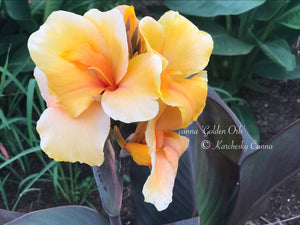 canna 'Golden Orb'