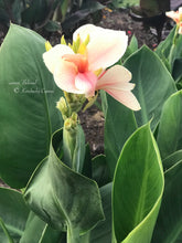 Load image into Gallery viewer, canna &#39;Beloved&#39;