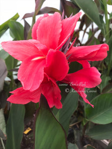 canna 'Ben's Pink'