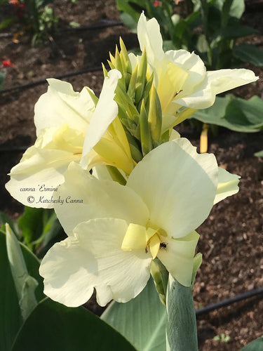 canna 'Ermine'