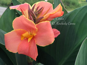 canna 'Corsica'