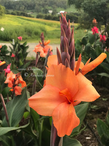 canna 'Cheyenne'