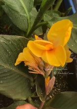 Load image into Gallery viewer, canna &#39;Antique Brass&#39;