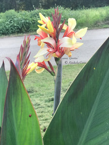 canna 'Gravitas'