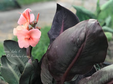 Load image into Gallery viewer, canna &#39;Lady K&#39;