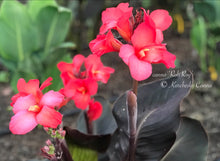 Load image into Gallery viewer, canna &#39;Rob Roy&#39;