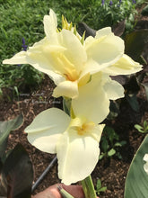 Load image into Gallery viewer, canna &#39;Ermine&#39;