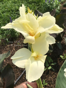 canna 'Ermine'
