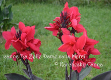 Load image into Gallery viewer, canna &#39;La Belle Dame sans Merci&#39;