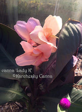 Load image into Gallery viewer, canna &#39;Lady K&#39;