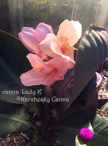 canna 'Lady K'