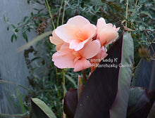 Load image into Gallery viewer, canna &#39;Lady K&#39;