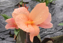 Load image into Gallery viewer, canna &#39;Lady K&#39;