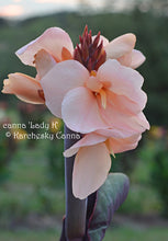 Load image into Gallery viewer, canna &#39;Lady K&#39;