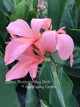 Load image into Gallery viewer, canna &#39;Mother&#39;s Day Pink&#39;
