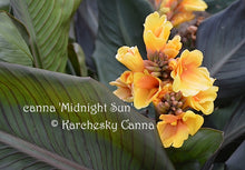 Load image into Gallery viewer, canna &#39;Midnight Sun&#39;