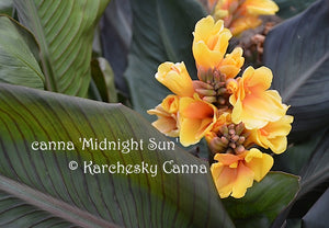 canna 'Midnight Sun'