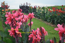 Load image into Gallery viewer, canna &#39;Mon Cher&#39;
