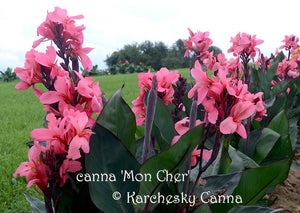 canna 'Mon Cher'