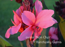 Load image into Gallery viewer, canna &#39;Mon Cher&#39;