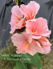 Load image into Gallery viewer, canna &#39;Moraiah&#39;