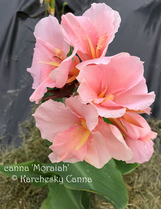 canna 'Moraiah'
