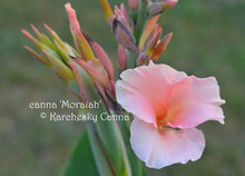 Load image into Gallery viewer, canna &#39;Moraiah&#39;