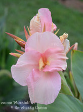 Load image into Gallery viewer, canna &#39;Moraiah&#39;