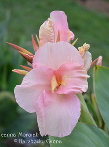 canna 'Moraiah'