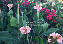 Load image into Gallery viewer, canna &#39;Moraiah&#39;